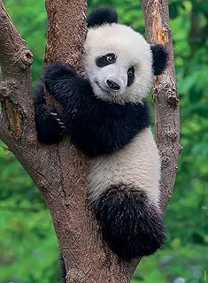 12000241 - Panda e koala - puzzle 2x500 pezzi  puzzle adulti e ragazzi da 12 anni,