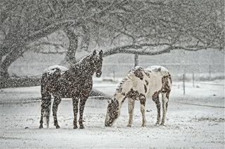 Puzzle da 70 pezzi per adulti e ragazzi - Puzzle cavallo nella neve con poster a grandezza naturale - Divertente e stimolante - Realizzato in cartone riciclato-20x15cm(7.87x5.90inch)